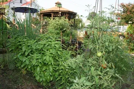 Vibrant edible garden showing prominent basil and ripening tomatoes.