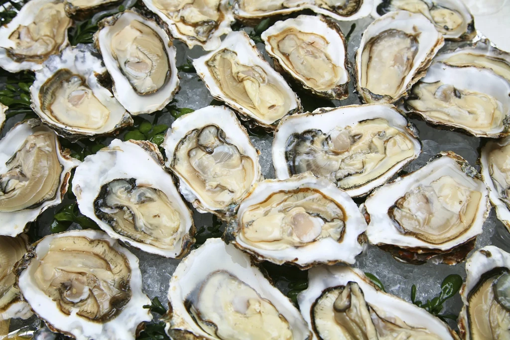 Freshly shucked oysters on crushed ice with green herb garnish.