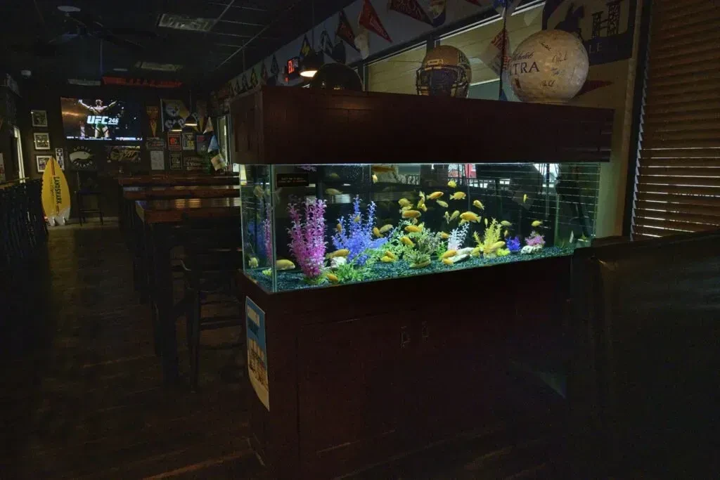 Bright fish tank in a dimly lit sports bar showing UFC.