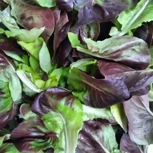 Pile of fresh, crisp green and reddish-purple lettuce.