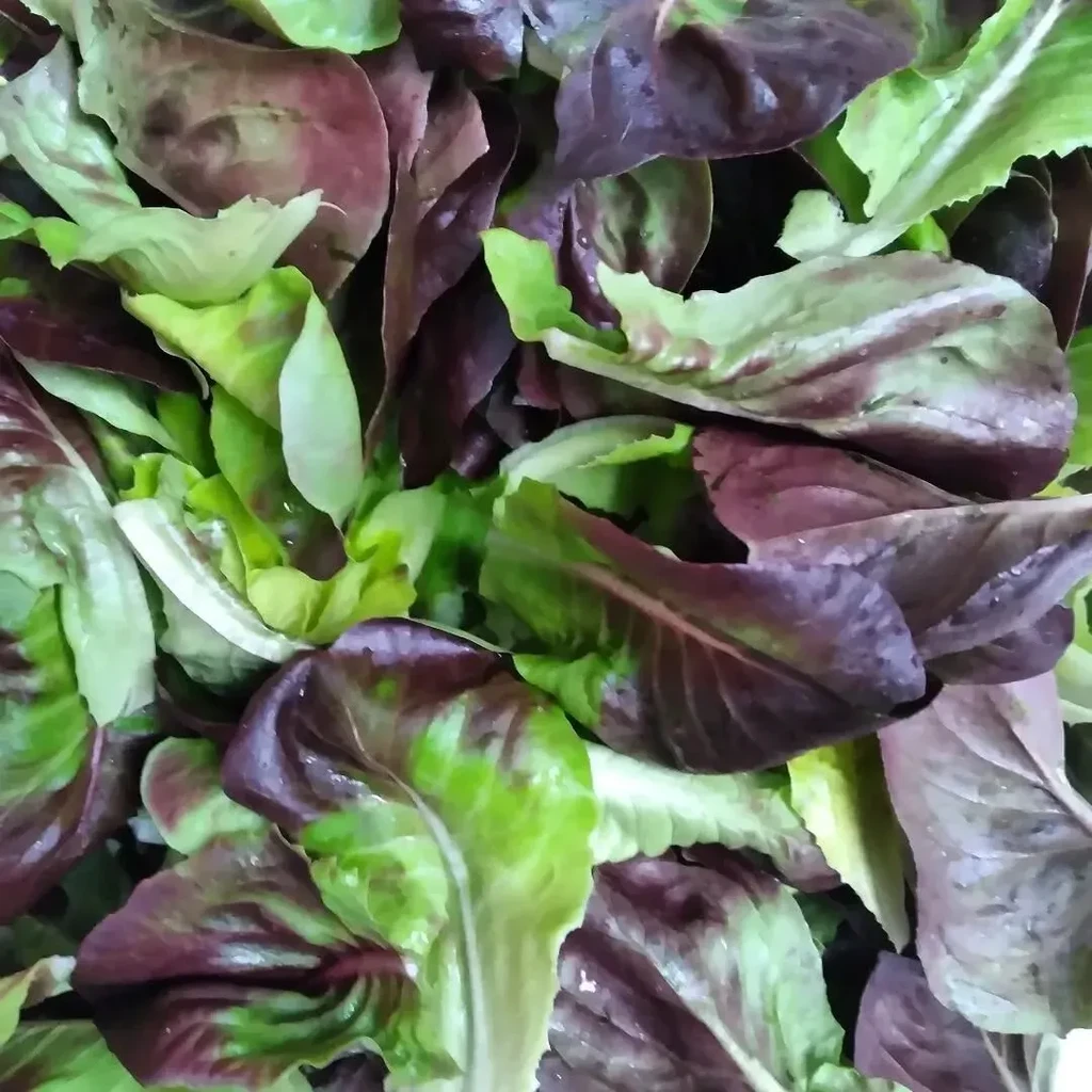 Close-up of fresh mixed green and reddish-purple salad greens with water droplets.