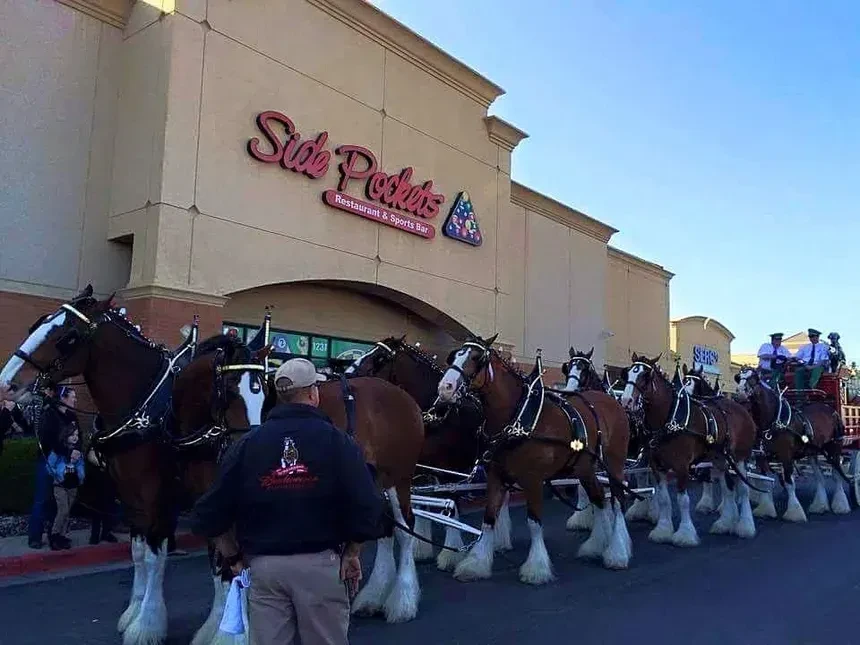 Budweiser Clydesdale horses and wagon at Side Pockets Sports Bar.
