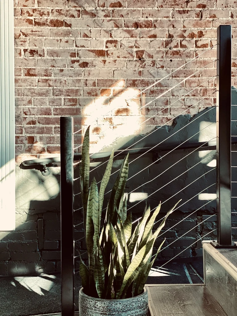 Large snake plant by a brick wall with sunlit railing shadows.