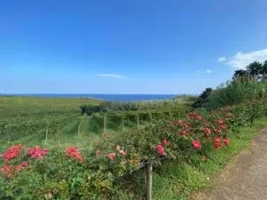 Red and pink flowers, green fields, ocean under clear blue sky.
