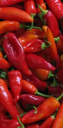 Vibrant red and orange chili peppers piled with green stems.