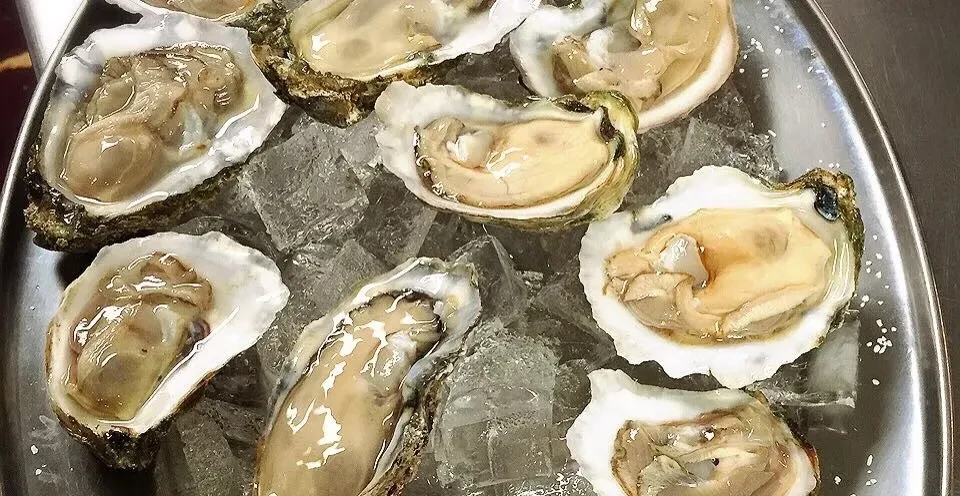 Close-up of fresh, shucked oysters glistening on crushed ice.