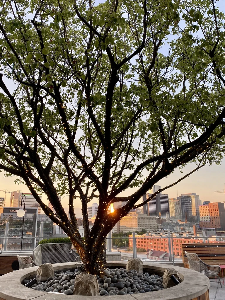 Rooftop tree with string lights against a sunset city skyline.