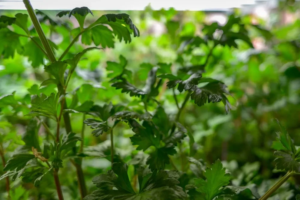 Close-up of fresh green herbs, sharp foreground, soft background.