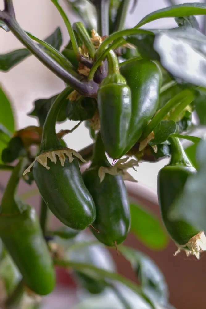 Dark green chili peppers growing on a reddish-purple plant stem.