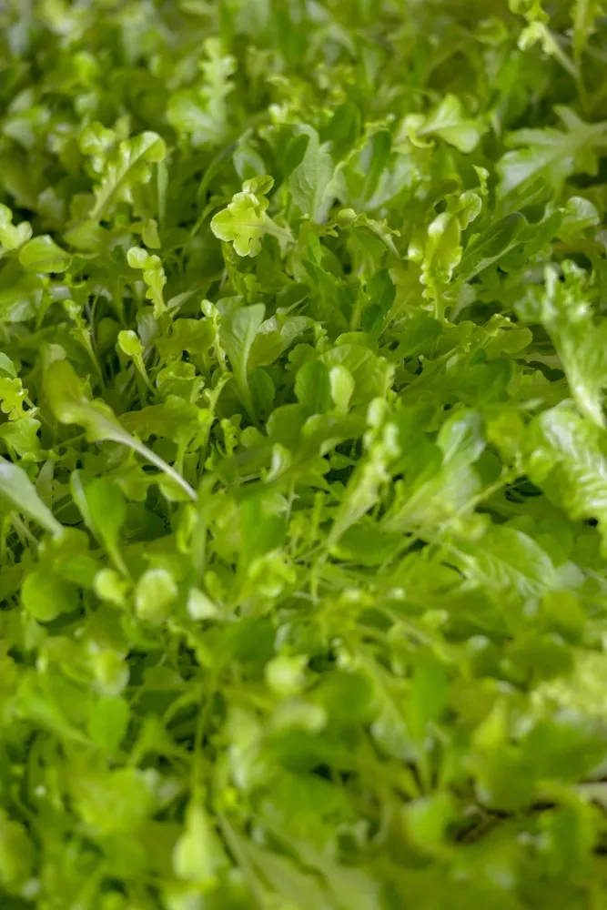 Close-up, top-down of vibrant, dense green microgreens or salad greens.