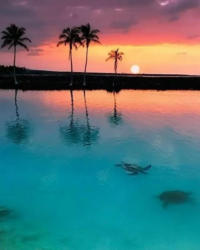 Vibrant tropical sunset with palm tree silhouettes, reflecting water, and two turtles.