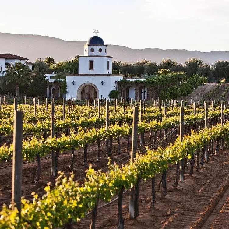 Lush vineyard rows stretch towards a white building with a domed tower.