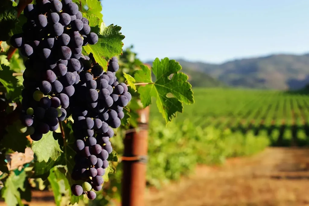 Close-up of dark purple grapes on a vine in a sunny vineyard.