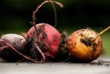 Three colorful, soil-covered root vegetables, freshly harvested.
