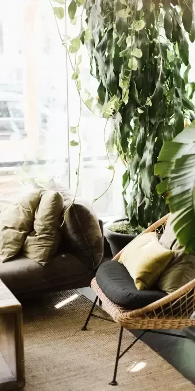 Two distinct chairs and a large potted plant in soft natural light.
