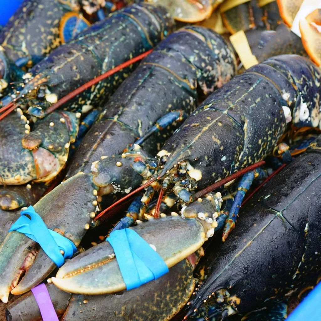 Close-up of fresh, dark blue-green live lobsters with banded claws.