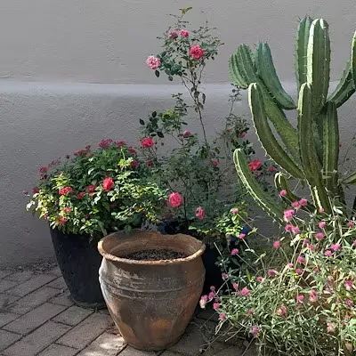 Potted green plants with pink flowers and a multi-stemmed cactus outdoors.