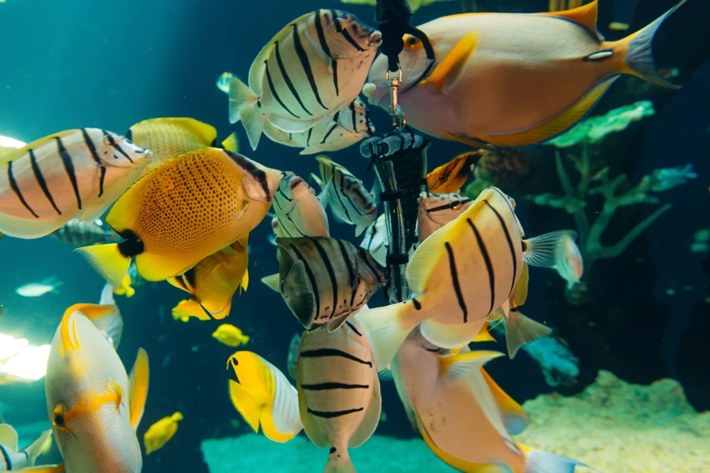 Diverse colorful tropical fish, including Unicornfish, swim in water.