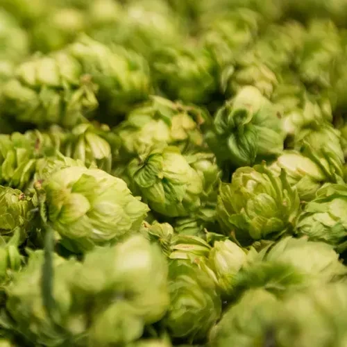 Close-up of a large quantity of fresh green hops.