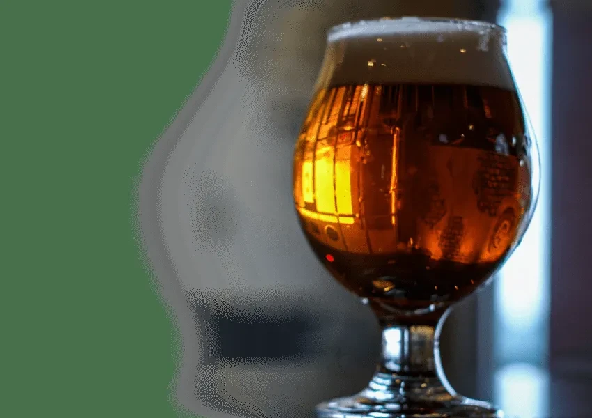Luminous tulip glass of amber beer with foam.
