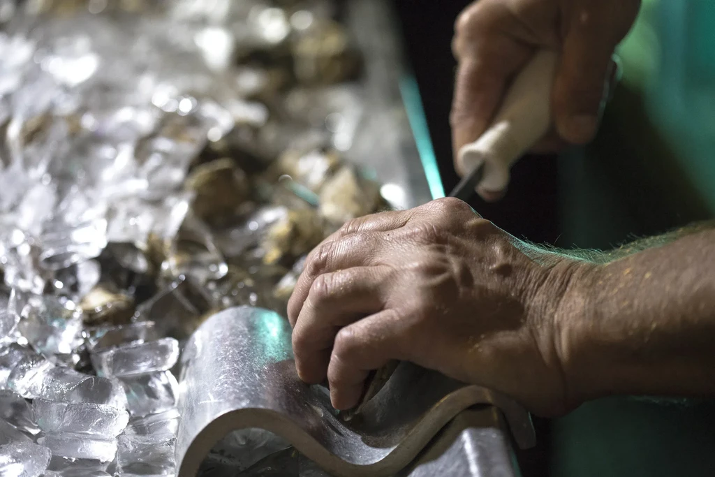 Hands shucking oysters with a knife and tool on ice.