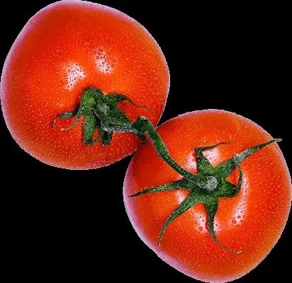 Two red tomatoes with green stems and water droplets on black.