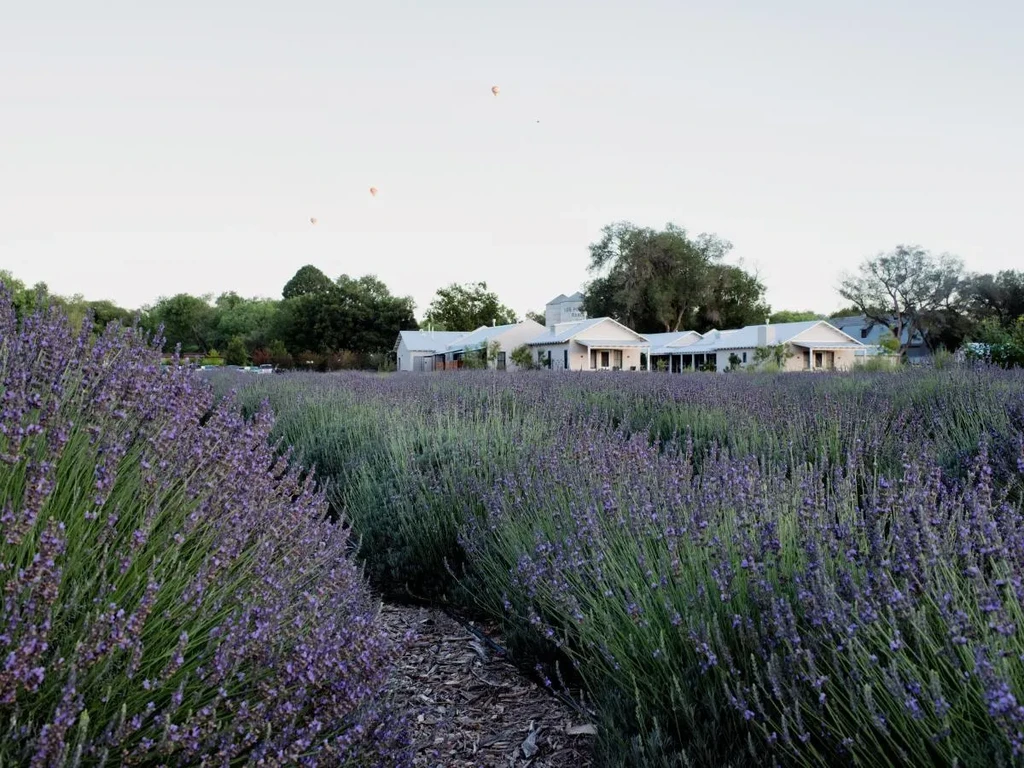 Rows of blooming purple lavender, farm buildings, and hot air balloons.