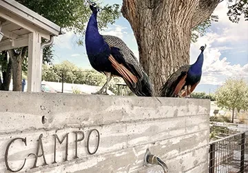 Two vibrant peacocks perch on a wall spelling CAMPO outdoors.