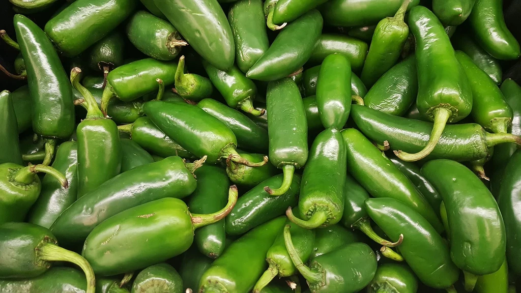 A large, dense pile of fresh green jalapeño peppers.