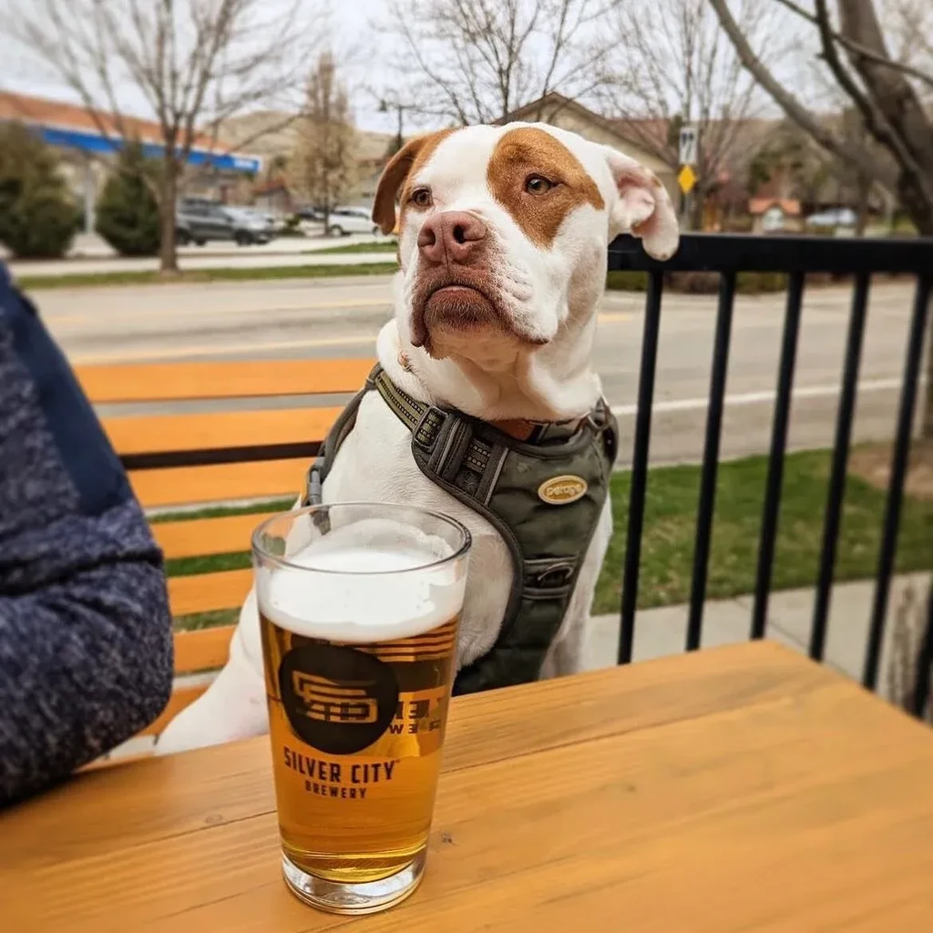 White dog with brown patches at picnic table, Silver City beer.