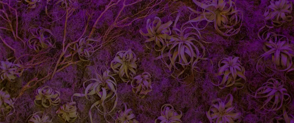 Tillandsia air plants, Spanish moss, branches, under dramatic purple light.