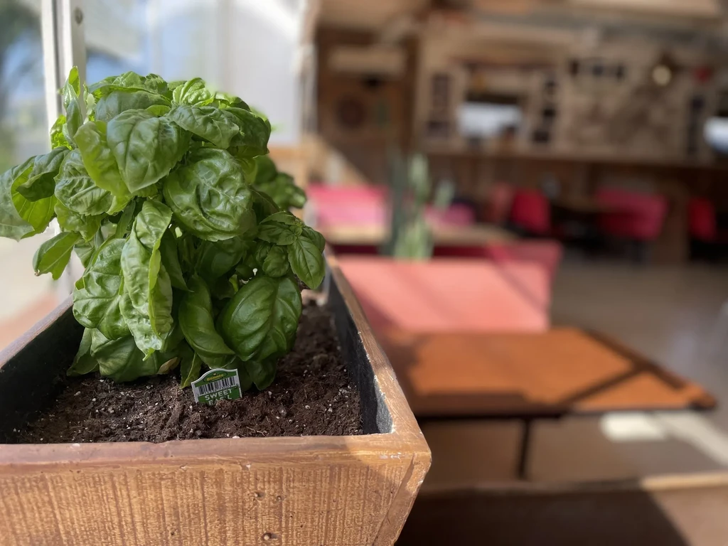 Sweet basil plant in wooden planter, blurred cafe interior.