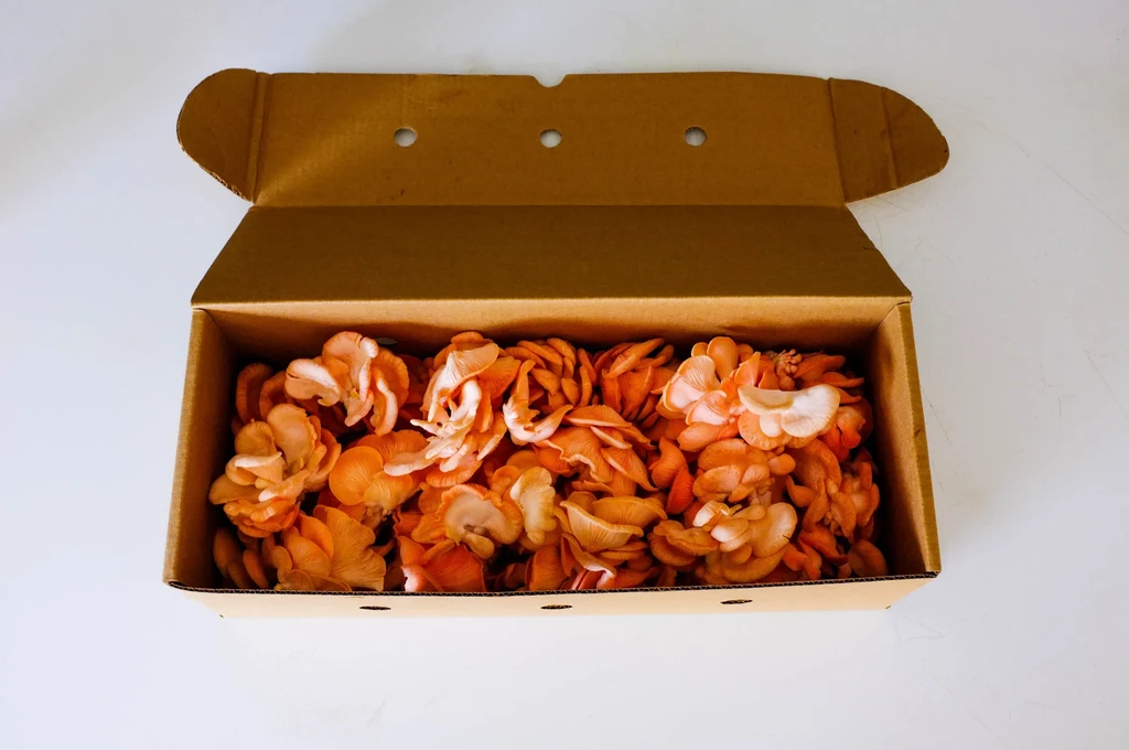 Open cardboard box brimming with light orange-pink oyster mushrooms.