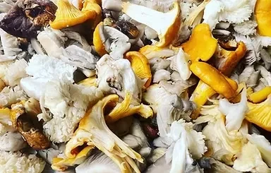 Close-up of fresh assorted wild mushrooms, including yellow chanterelles.