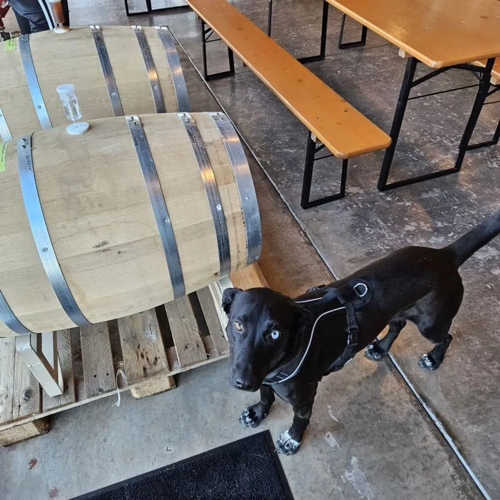 Black dog, one brown one blue eye, in an industrial brewery setting.