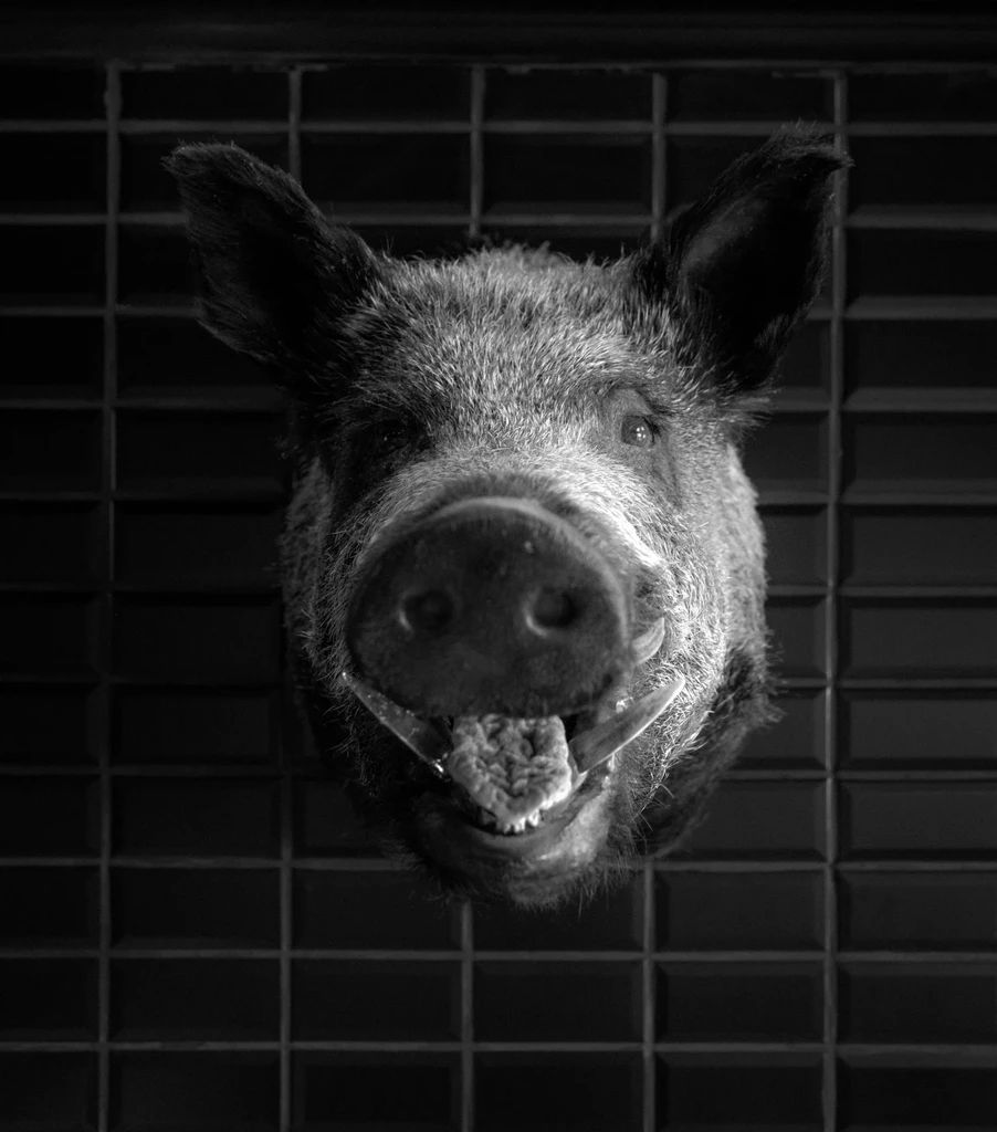 Black and white mounted taxidermied wild boar head with prominent tusks.