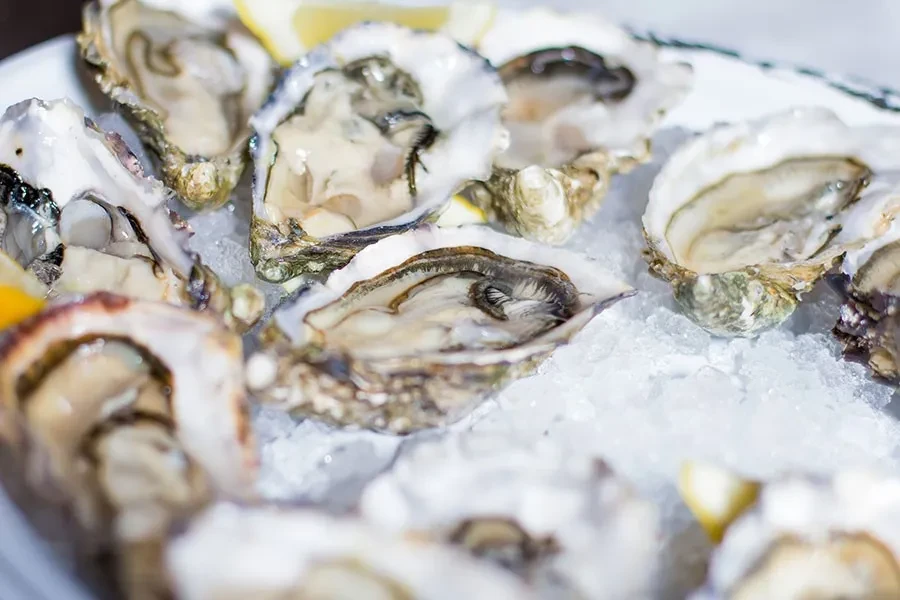 Close-up of freshly shucked oysters on ice, some with lemon.