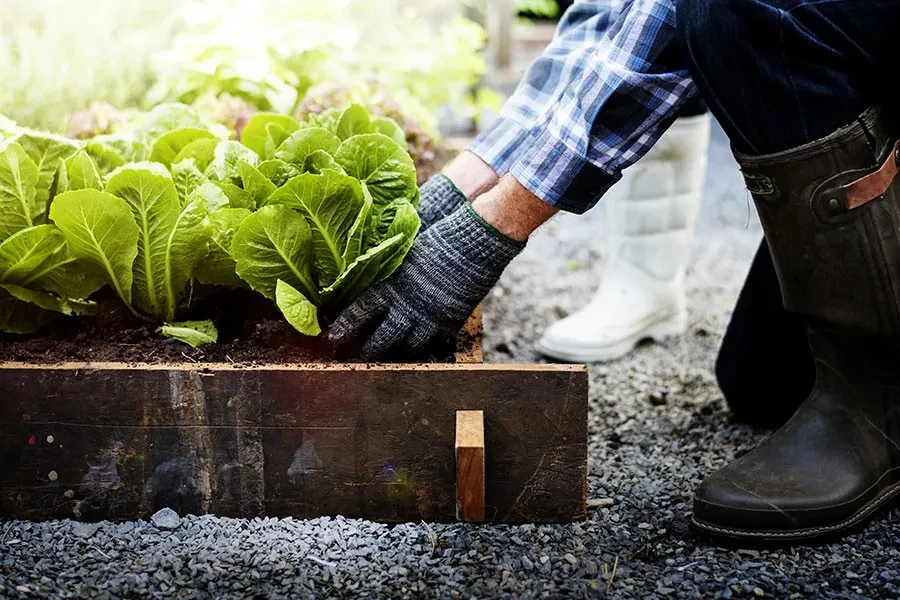 Gloved hands tend vibrant green lettuce in a raised garden bed.