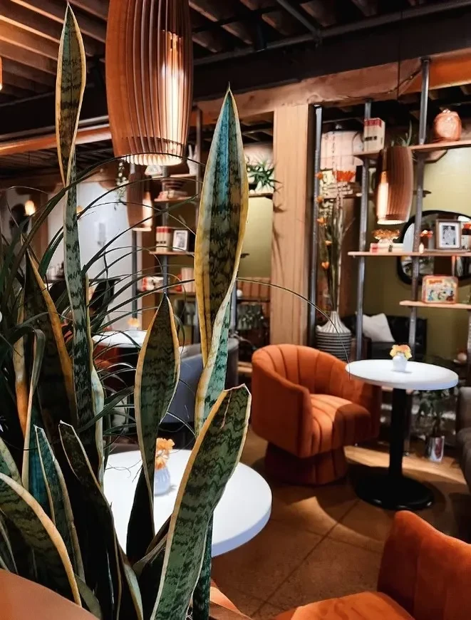Variegated snake plant in a warm, inviting cafe interior.