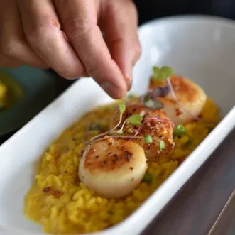 Three seared scallops on yellow risotto, hand garnishing with microgreens.