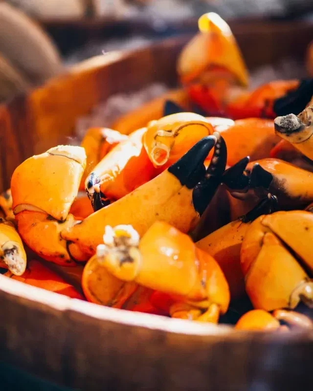 Generous serving of vibrant orange and yellow stone crab claws on ice.