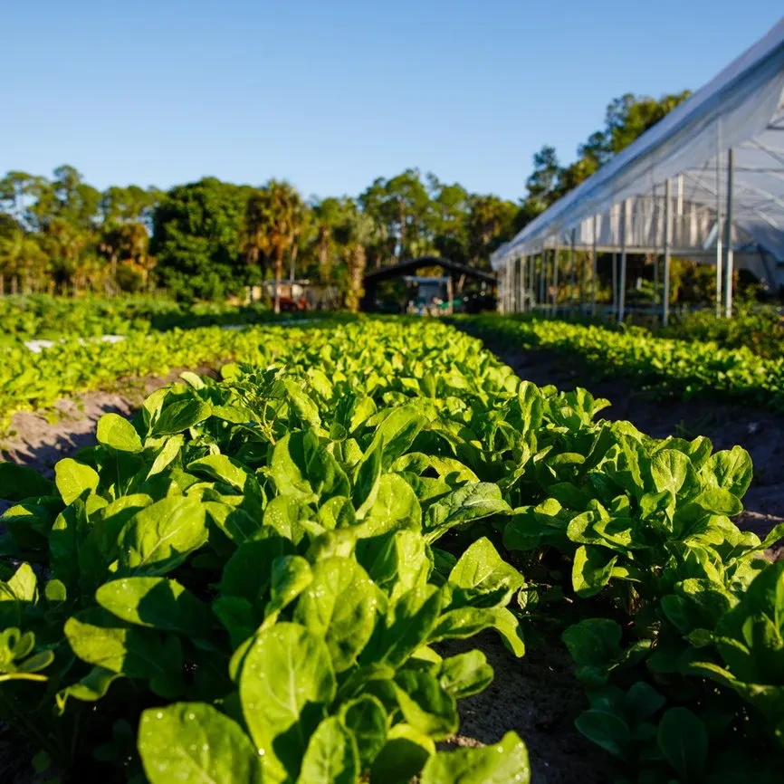 Sunlit rows of dewy green leafy plants, greenhouse, and trees.
