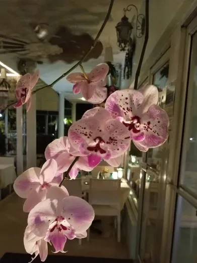 Close-up, pink and white spotted orchids, blurred dim restaurant background.