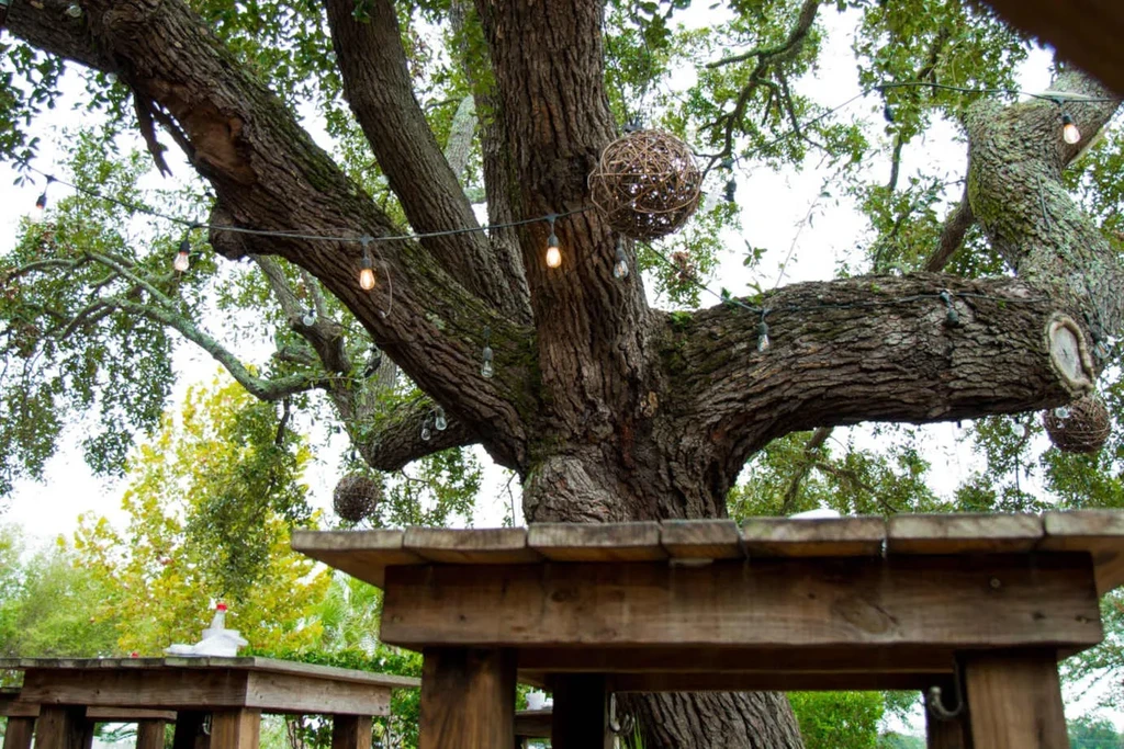 Large tree with string lights and woven orbs over a wooden table.