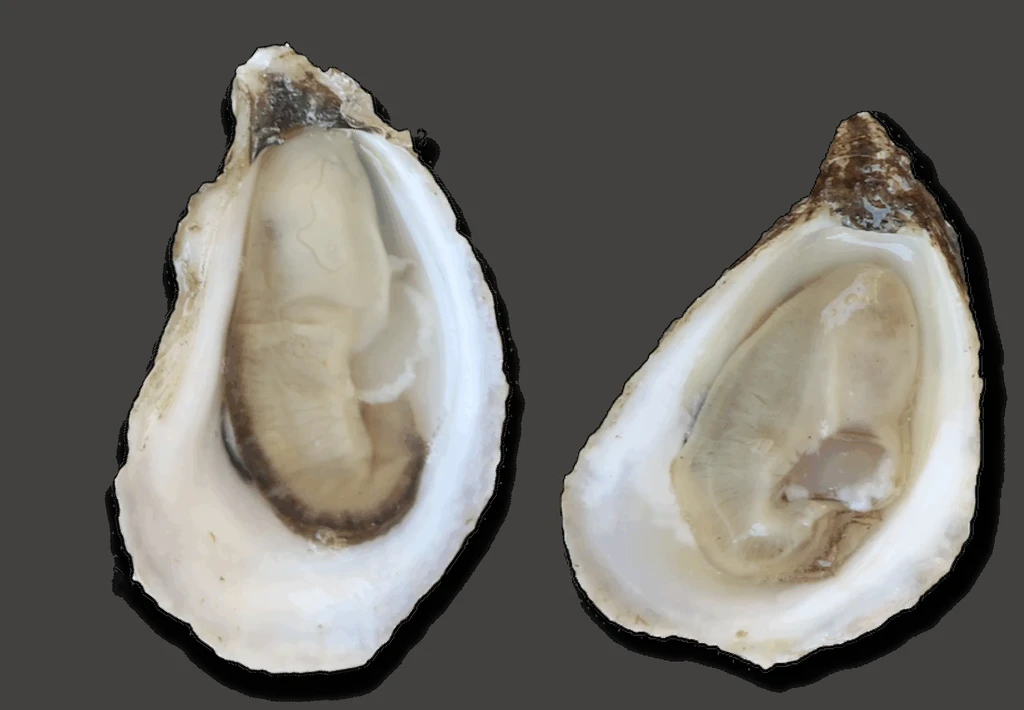 Two fresh shucked oysters in half-shells on a dark background.