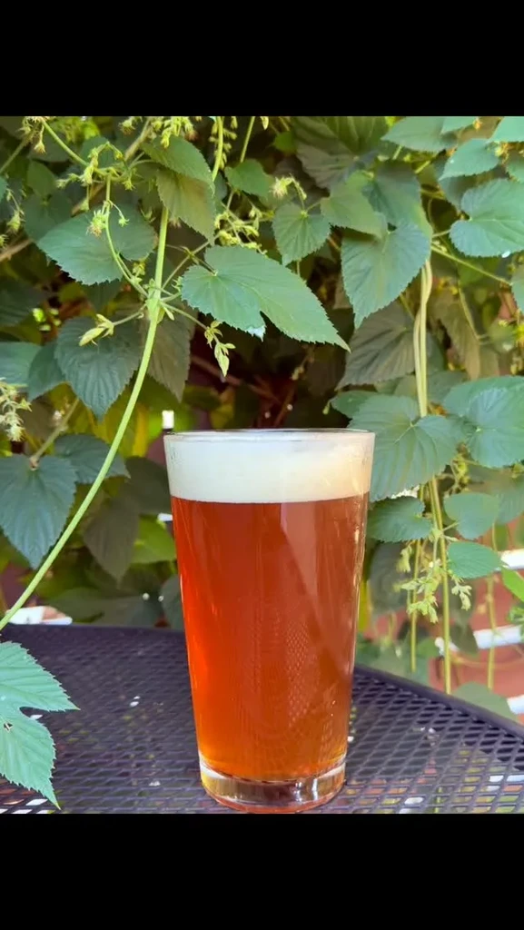 Pint glass of amber beer on outdoor table with hop vines.