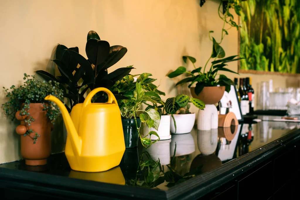 Yellow watering can and potted plants on a dark reflective counter.