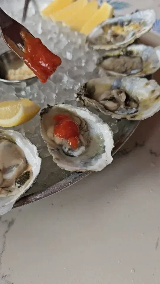 Fork adds cocktail sauce to opened oysters on ice with lemon.