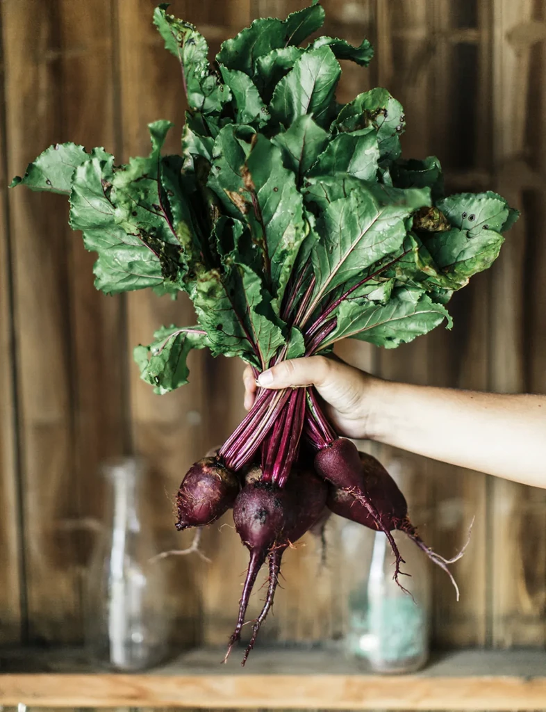 Hand holding fresh, purple-red beets with green leaves.