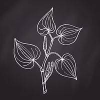 Kava Kulture LA logo